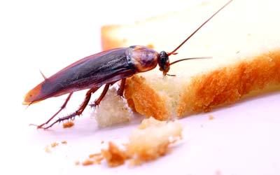 الامارات | الصراصير .."جيش آلي" في ثوان للبحث والإنقاذ