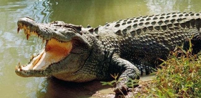 الامارات | تمساح يلتهم طائرة درون!.. "فيديو"