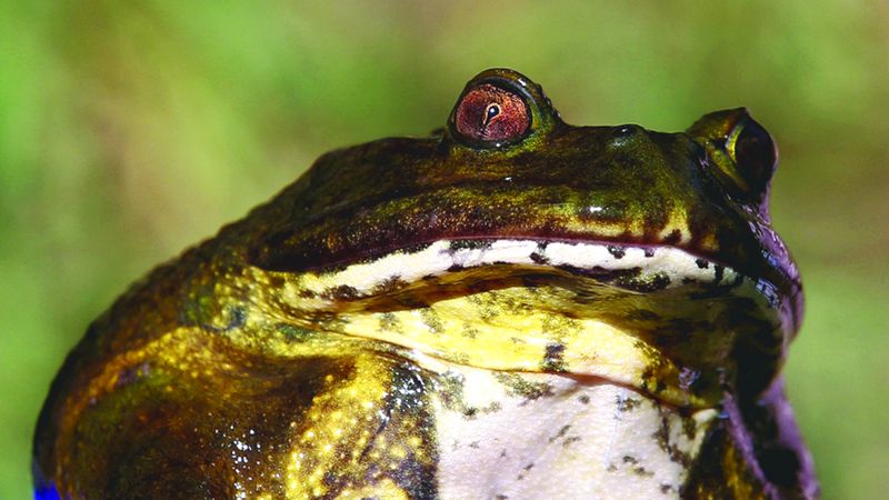 الامارات | الضفدع العملاق في خطر.. بسبب البشر والمناخ