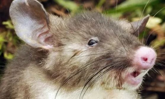 الامارات | اكتشاف فئران برمائية جديدة