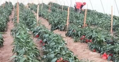 674 ألف عميل حصلوا على تمويلات متناهية الصغر لمشروعات زراعية بـ13.2 مليار جنيه