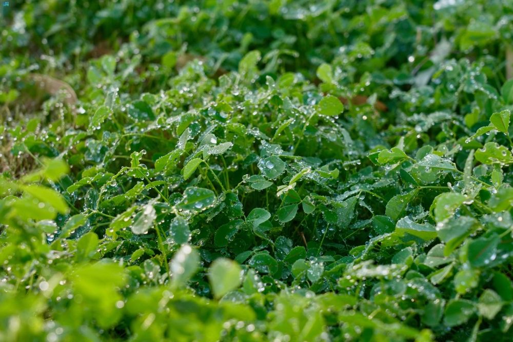 درجات حرارة صفرية.. موجة البرد القارسة تضرب رفحاء