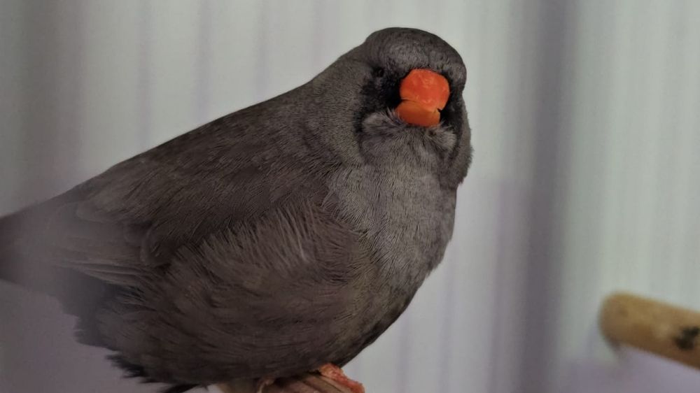 250 طائر "زيبرا" تتنافس على أفضل طير في المملكة