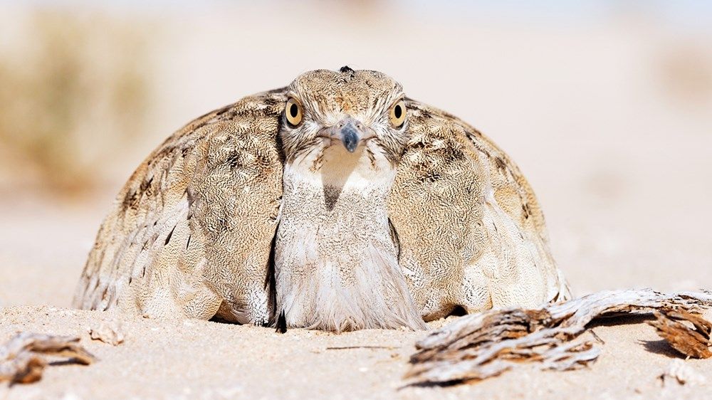 «صندوق الحفاظ على الحبارى» ينتج 95 ألف فرخ خلال موسم «2022 – 2023»