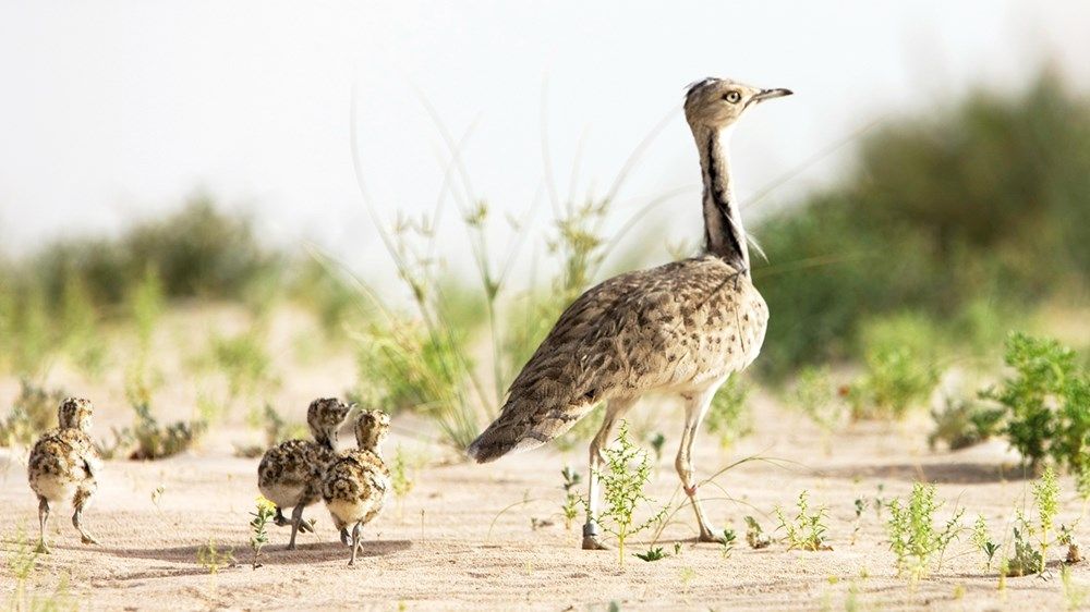 «صندوق الحفاظ على الحبارى» ينتج 95 ألف فرخ خلال موسم «2022 – 2023»