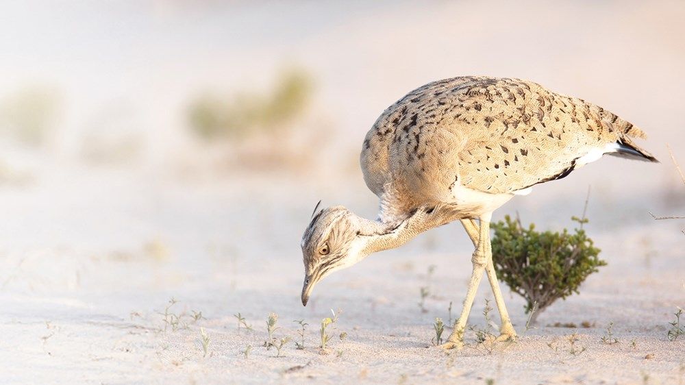 «صندوق الحفاظ على الحبارى» ينتج 95 ألف فرخ خلال موسم «2022 – 2023»