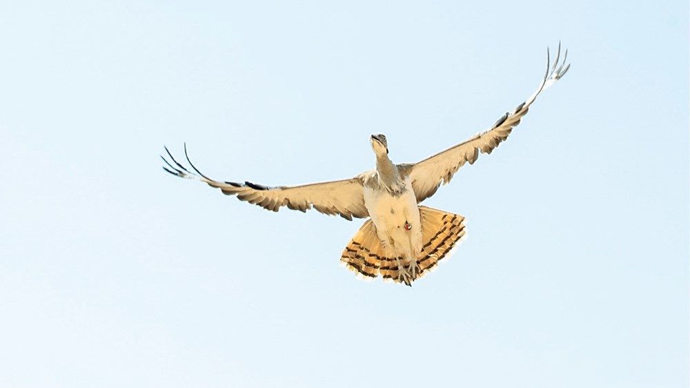 «صندوق الحفاظ على الحبارى» ينتج 95 ألف فرخ خلال موسم «2022 – 2023»