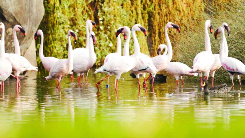 الامارات | الذيد.. العراقة والحداثة وجهان لعملة واحدة  في المدينة