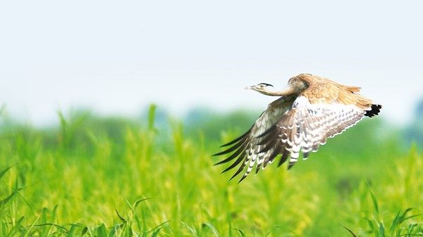 «صندوق الحفاظ على الحبارى» ينتج 95 ألف فرخ خلال موسم «2022 – 2023»