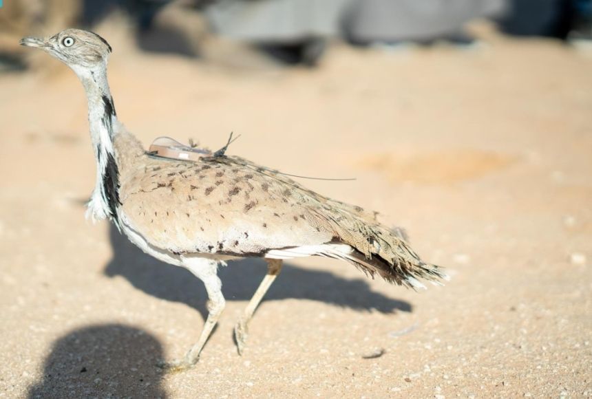 إطلاق 66 كائنًا مهددًا بالانقراض في محمية الملك خالد