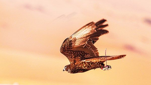 200 صقر في سماء ليوا