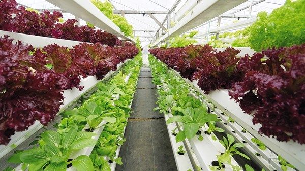 «السلامة الغذائية» تواصل جهودها لتعزيز استدامة القطاع الزراعي