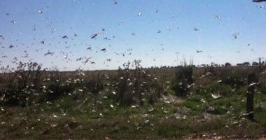 أسراب الجراد الصحراوي تهدد الموسم الزراعي في ولاية نهر النيل السودانية