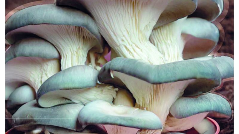 الامارات | زراعة الفطر في الإمارات.. إبداعات مستدامة وسط الصحراء