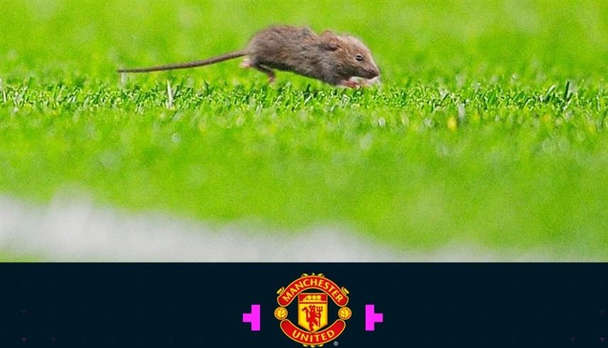 الامارات | الفئران تغزو أولد ترافورد.. أزمة في مانشستر يونايتد