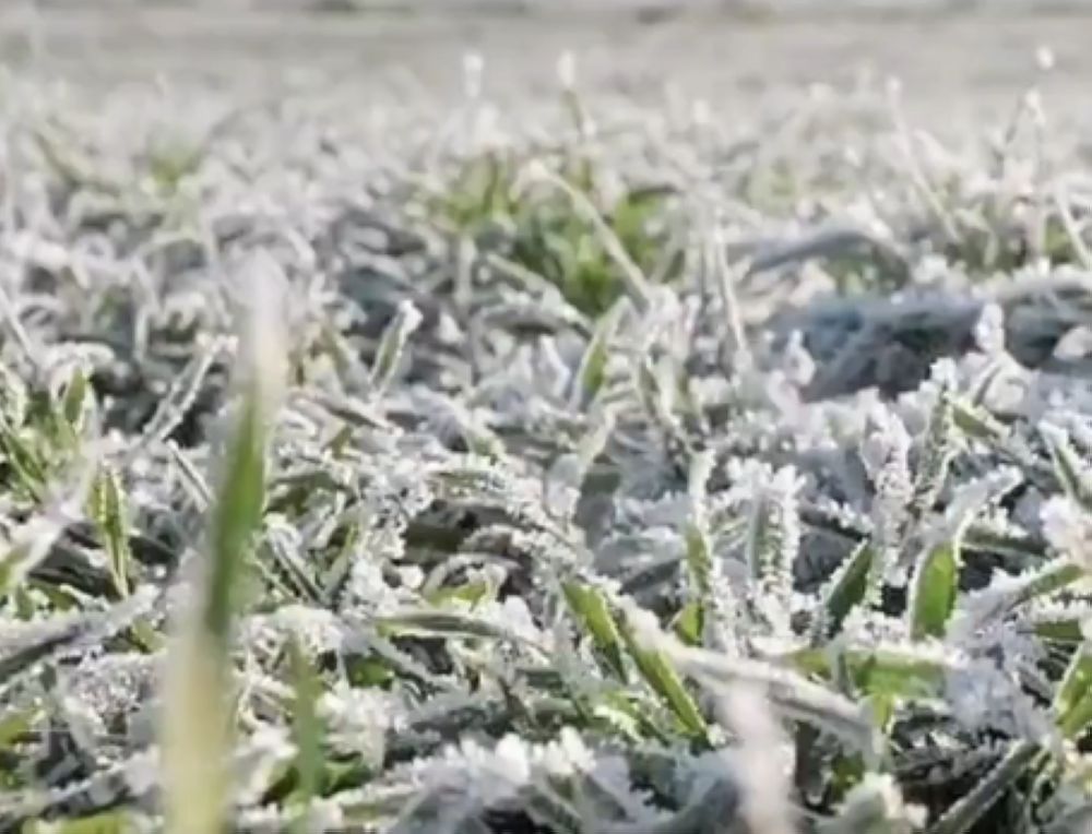 "البيئة": الالتزام بمواعيد الزراعة يحمي القمح من الصقيع الشتوي