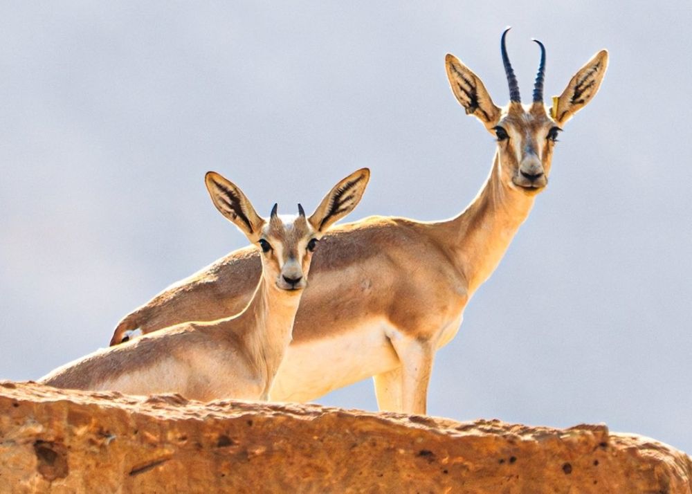 "الإحصاء".. زيادة مساحة المحميات البرية والبحرية بالمملكة لعام 2023