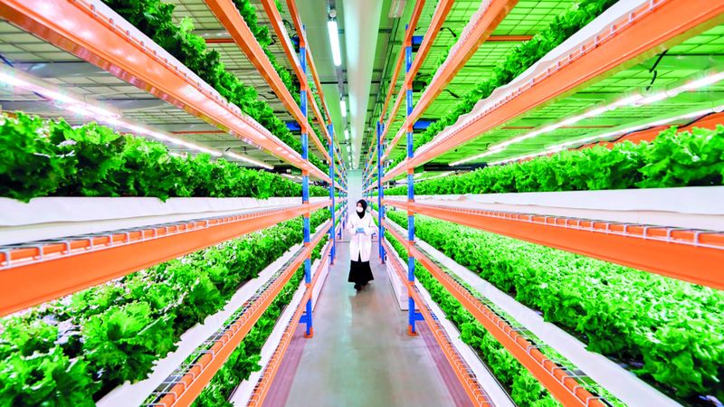 الامارات | «بستانك» في دبي.. خيرات فائقة النضارة على مساحة 330 ألف قدم مربعة