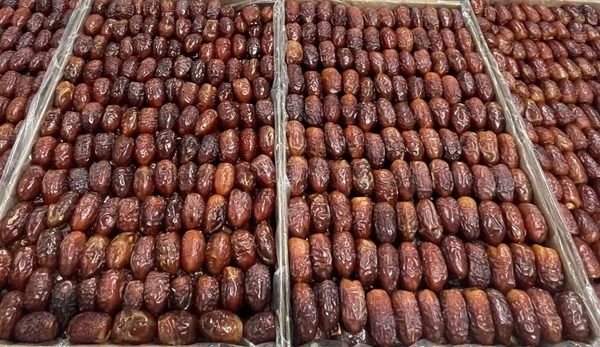 مهرجان "الوثبة للتمور" ينطلق 10 يناير