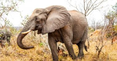 تكنولوجيا: العثور على بقايا محفوظة جيدًا لماموث صغير عمره 50 ألف عام فى سيبيريا