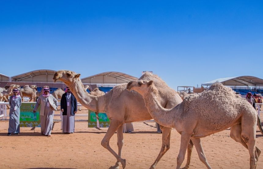 في فئتين.. مهرجان الملك عبدالعزيز للإبل يكشف عن حالات عبث