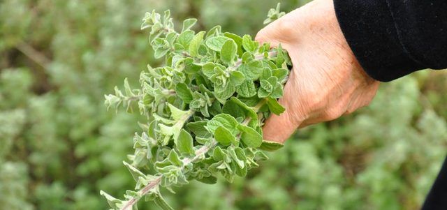 الامارات | فوائد الزعتر البري للسعال ولالتهابات الجهاز التنفسي