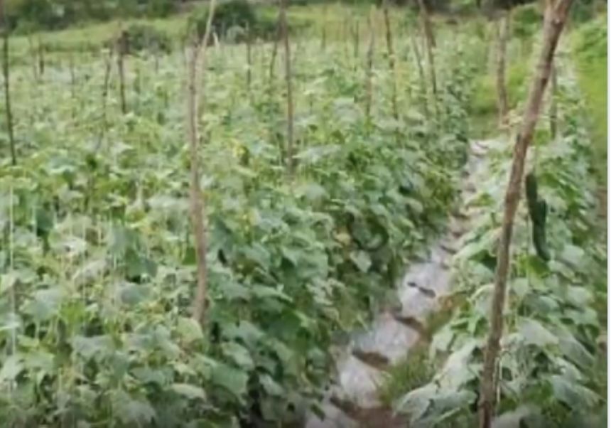 البيئة: 1.5 متر بين خطوط الخيار و40 سم بين الشتلات في البيوت المحمية