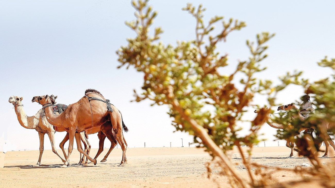 مديرة إدارة شؤون الأمن الحيوي في «السلامة الغذائية» لـ «الاتحاد»: أول مركز مرجعي لأمراض الإبل في الإمارات