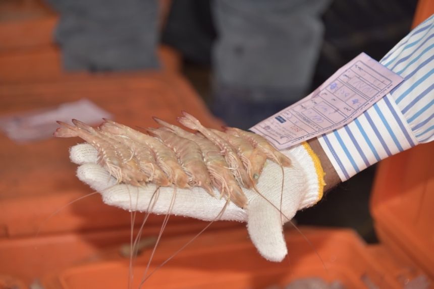 إحصاءات الأمن الغذائي بالمملكة.. التمور والروبيان في مقدمة الاكتفاء الذاتي