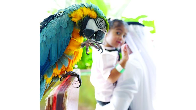 الامارات | «وردة» إماراتية.. ونظرة ذات معنى