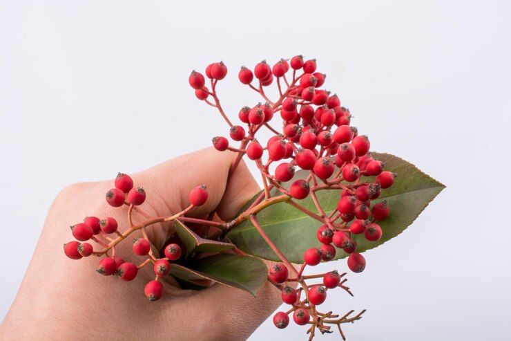 اكتشفي فوائدها المذهلة للشعر.. سر جمال خصلاتك يكمن في هذه العشبة الطبيعية