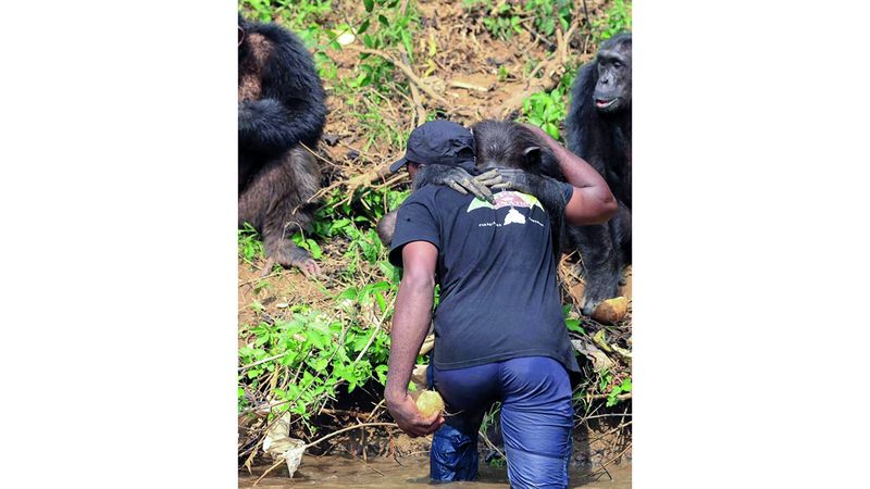 الامارات | قردة الشمبانزي ترد الجميل لحُماتها.. بالأحضان