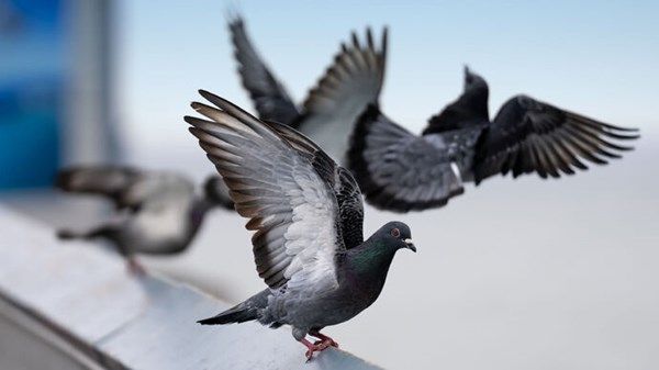 "البلديات والنقل" تصدر دليلاً إرشادياً لإبعاد الطيور الغازية