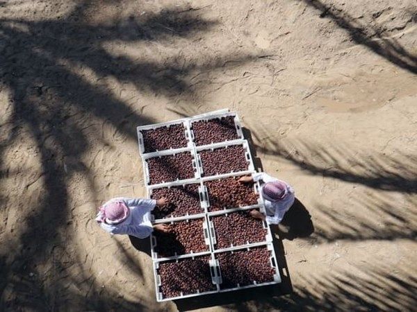 "العين للتمور" يكمل استعداداته لانطلاق دورته الأولى