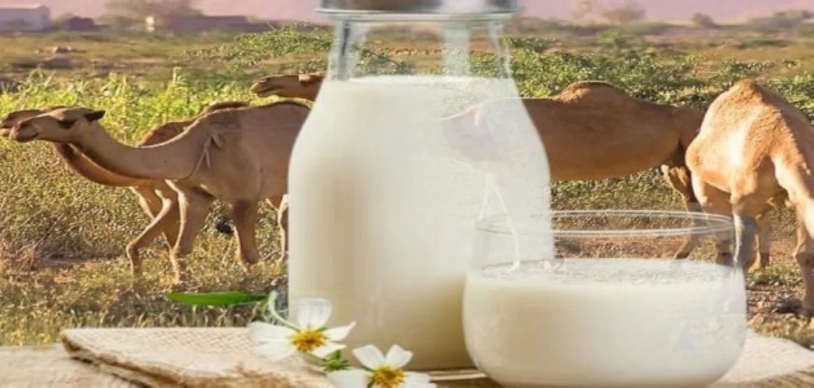 حليب الإبل.. صديق مرضى السكري عُرف أيضًا باستخداماته الطبية لتحسين الصحة العامة