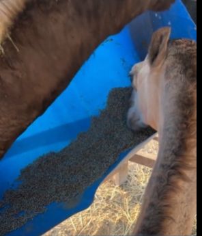 الإرشاد الزراعي يحذر من مخاطر الإفراط في تقديم الشعير للإبل