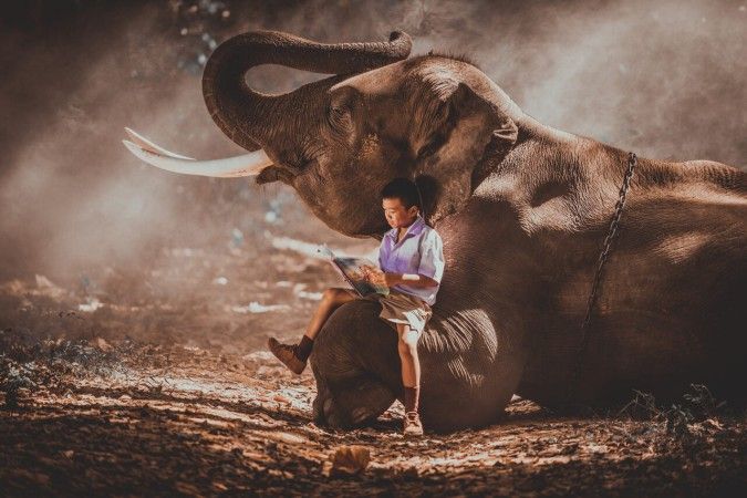 أفضل 5 قصص أطفال عن الحيوانات الذكية وحيلها المدهشة