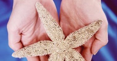 طالع الأبراج: الأسد والدلو .. 4 أبراج نجمها لامع تحظى بحظ سعيد في 2025