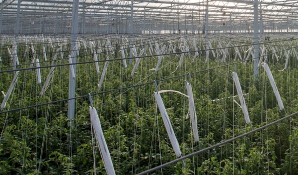 "السلامة الغذائية" تحصد أكثر من 20 جائزة عالمية في 2024