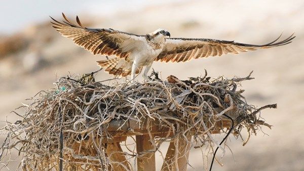 «بيئة أبوظبي» تنفذ برنامجاً مكثفاً لحماية طائر العقاب النساري