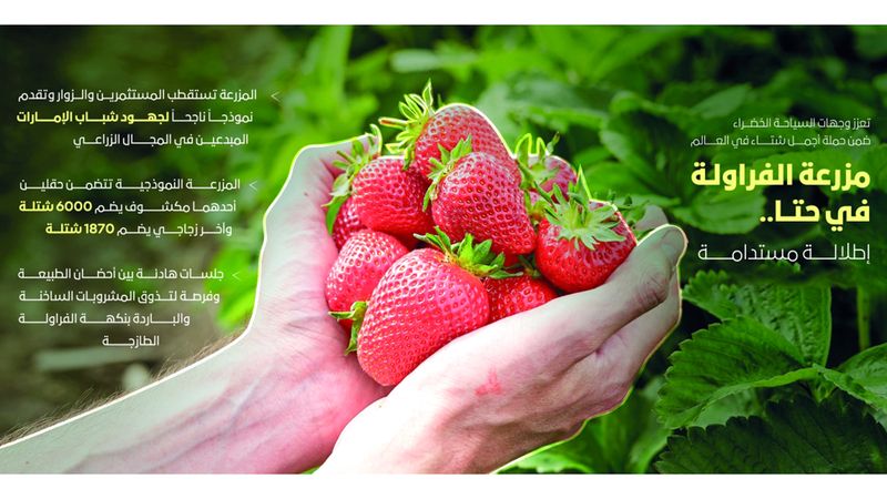 الامارات | «مزرعة الفراولة» في حتا..  إطلالة مستدامة بين أحضان الجبال