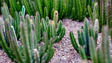 الخليج اليوم .. مأساة لا توصف.. عشبة علاجية تقتل 4 من أسرة واحدة باليمن