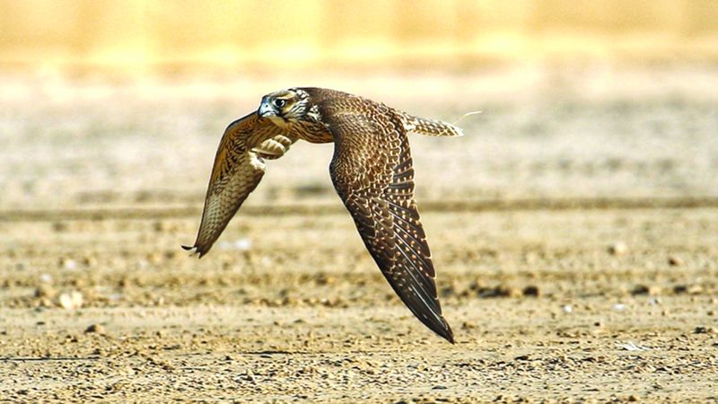 الامارات | بطولة فزاع للصيد بالصقور.. تتويج أبطال فئة «الشيوخ» غداً 