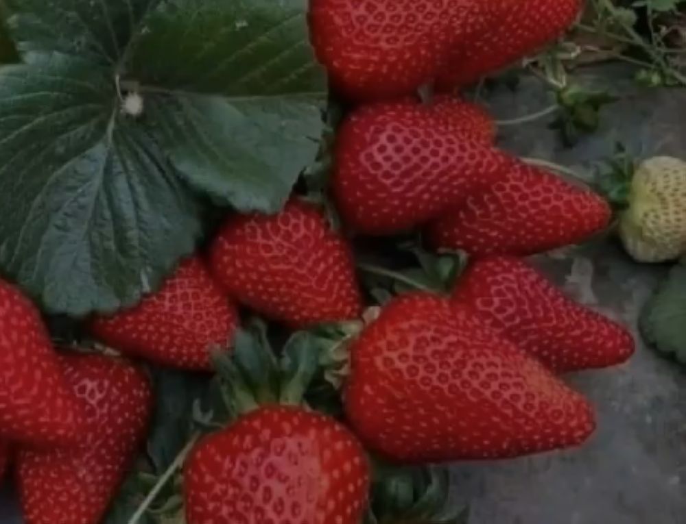 "الزراعة ": الفراولة خيار زراعي مثالي للأجواء الباردة