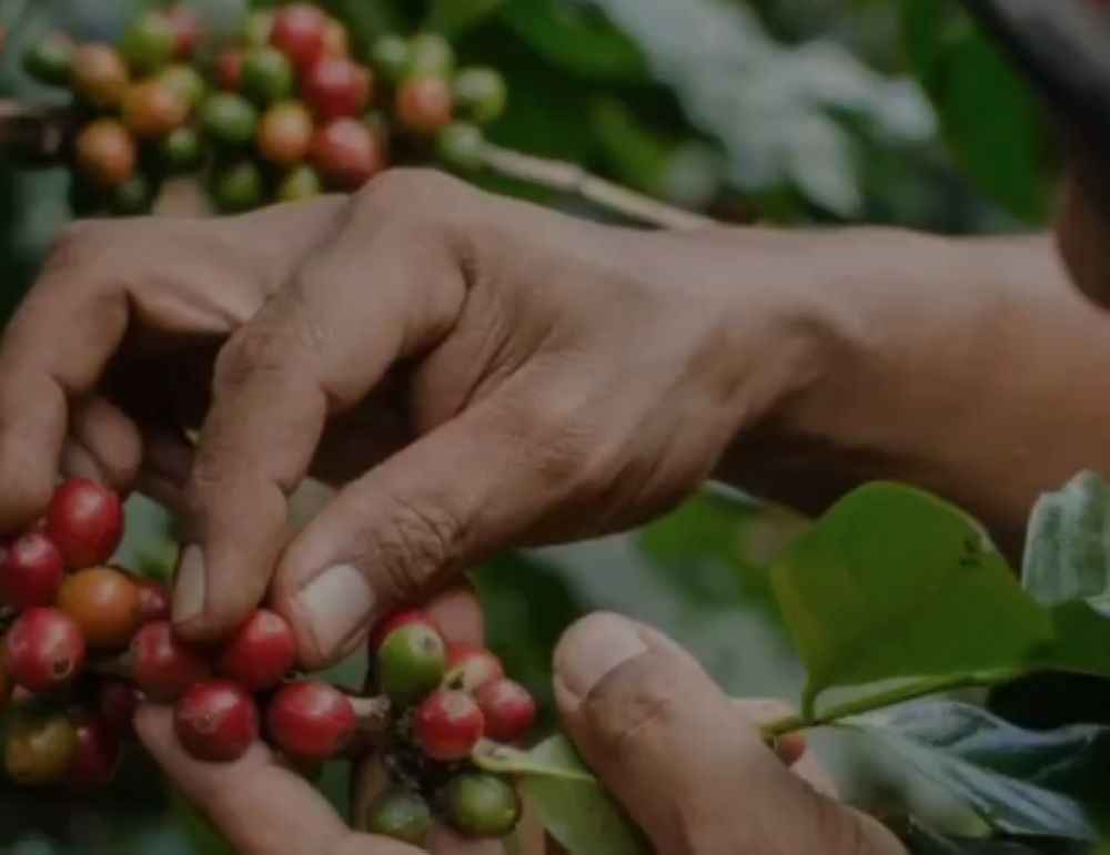 "الزراعة": الحصاد اليدوي للبن يضمن الجودة ويقلل التلف