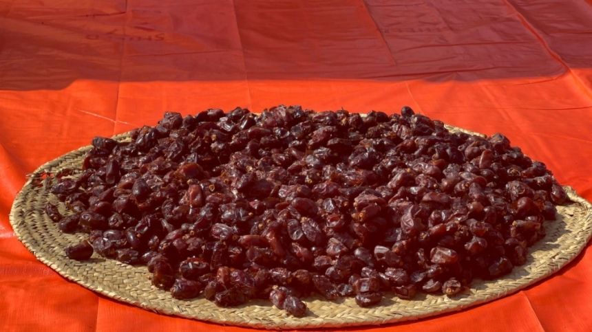 50 عدواً يتربصون بكنوز النخيل.. ”الفاو“ تحذر من آفات تهدد ثروة التمور