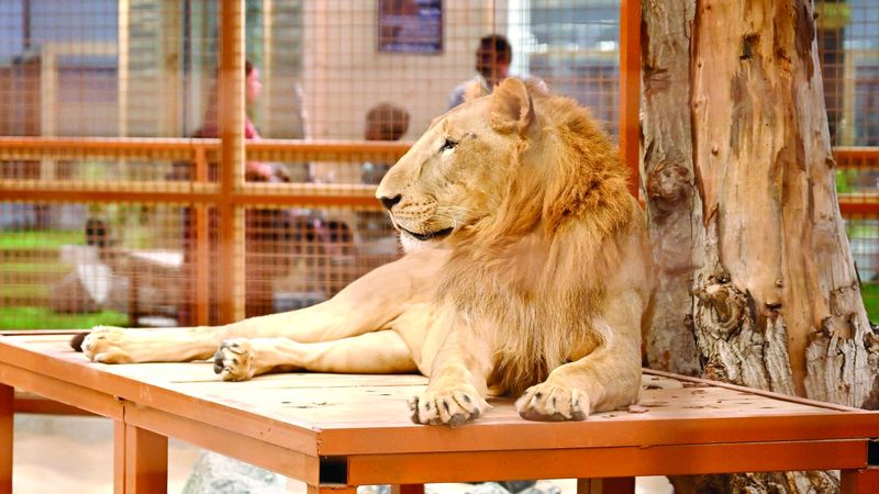 الامارات | «أسرار الحياة البرية» تجذب زوار مهرجان الشيخ زايد