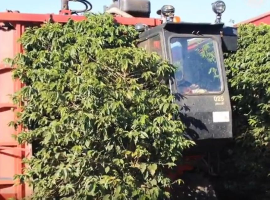 "الزراعة": الحصاد اليدوي للبن يضمن الجودة ويقلل التلف