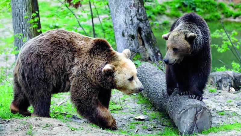 الامارات | محمية رومانية تستضيف الدببة اليتيمة والناجية     