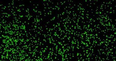 تكنولوجيا: دراسة تكشف تطور الميكروبات فى بحيرة ميندوتا الأمريكية